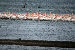 lesvos flamingos
